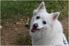 “반려견 뽀야 키운 덕에 반려인능력시험 1등... 반려생활은 이론보다 마음”