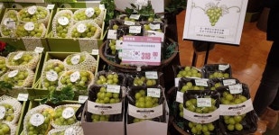 경북 샤인머스켓 해외인기 급상승, 수출효자 떠올라