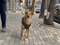 개농장서 구조된 지 1년… 필요한 건 새 가족
