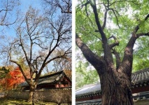 14년 만에 천연기념물 뽕나무 두 그루 됐다