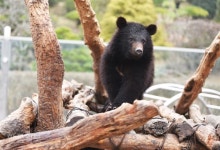 꿀꺽꿀꺽 ‘세종대왕의 물’ 맛보고… 어슬렁어슬렁 곰 동산 한바퀴
