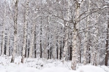 검룡소엔 용틀임 자국…황지엔 돌이 된 며느리의 슬픈 전설이