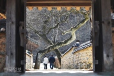 더디 피었으면 좋으련만…토담 위 매화는 매정도 하네