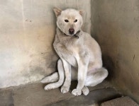 [고은경의 반려배려] 고성 산불 1년, 살아남은 동물들
