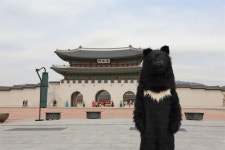 서울 한복판에 반달 가슴곰이 나타난 사연