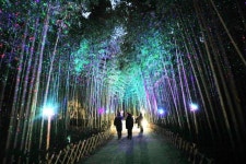 대왕암 바다 산책ㆍ십리대숲 초록 샤워…울산 명소 ‘랜선여행’