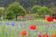예천 회룡포에 꽃양귀비, 안개초 백일홍 등 봄꽃 만발