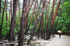 봄비 머금은 푸르름, 부슬부슬 옛이야기… 느릿느릿한 운치
