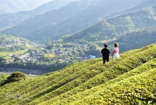 ‘십리벚꽃길’만 그립더냐, ‘천년차밭길’이 섭섭할라