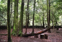 [자박자박 소읍탐방] 오고생이(그대로의) 숲길, 가베또롱(가볍게) 걸어 볼까