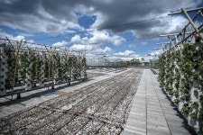 파리에 들어선 유럽최대 ‘옥상 도시농장’