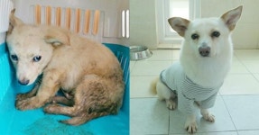 [가족] 오물투성이 식용개 농장서 구조된 지 4년… 보호소 외톨이 개