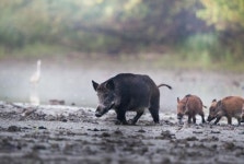[삶과 문화] 멧돼지 가족의 나들이