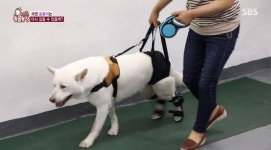 동물농장x애니멀봐 측 방송과 다른 예고 편집·지나친 자막 표현 죄송 [전문]