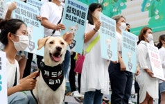 [그때 그 뉴스] 이승만 정부 때 개장국 판매 금지했었다고? 개식용 논란 100년의 역사