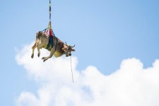 알프스 부상당한 소, 공중서 작별인사 먼저 가소