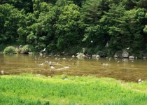 물소리 따라~ 꽃내음 따라~ 거리두기’ 오지 계곡 길