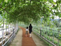 조롱박이 주렁주렁 달린 덩굴식물 터널 눈길…영주 콩세계과학관