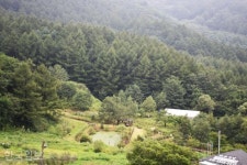 단양~영주 산비탈마다 사과가 주렁주렁...죽령 옛길 드라이브