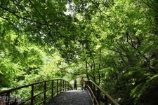 단양~영주 산비탈마다 사과가 주렁주렁...죽령 옛길 드라이브