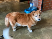 [가족] 목줄하면 얼음이지만 간식주면 껑충…. 순둥이 믹스견