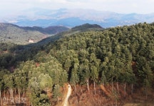 [자박자박 소읍탐방] 5만그루 은녹색 잣나무 숲…1000원이면 통째로 누린다