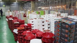 잘 나가는 딸기·토마토, 애물단지 된 겨울수박… 희비 교차