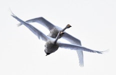 [왕태석의 빛으로 쓴 편지] 사랑의 날갯짓으로 하나된 고니