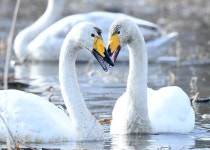[왕태석의 빛으로 쓴 편지] 사랑의 날갯짓으로 하나된 고니