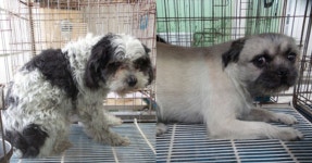 [유기동물 구조기] 함께 버려졌나…약국 앞 유기견 두 마리의 사연