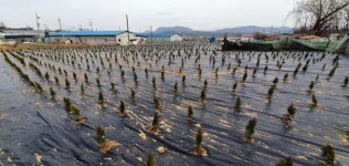 보상기준 땅 쪼개고, 나무 심고... LH 직원들의 익숙한 투기 신공