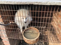 [애니로그] 의식 남아 있는데 전기충격 모피 위해 희생당하는 中 동물