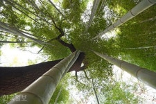 동백숲·청보리밭·맹종죽숲…영화처럼 드라마처럼