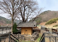 신부 찾아 700리... 삼척 미인송이 정이품송 혼인목으로 뽑힌 이유