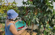 경북 상주에서도 커피 재배 성공