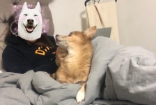 [가족] 보호자 세상 떠나고 홀로 남겨진 노견 밤비