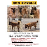 [유기동물 구조기] 청계천 떠돌던 누렁이, 19명의 시민이 살렸다