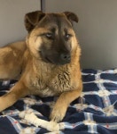 [유기동물 구조기] 청계천 떠돌던 누렁이, 19명의 시민이 살렸다