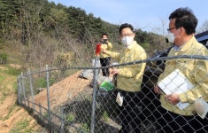 영월 양돈농장서 아프리카돼지열병 의심 폐사체 발견