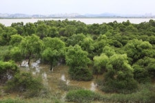 버드나무와 말똥게가 공생하는 장항습지, 람사르습지 됐다