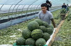 수박 산지 가보니...마트서 산 ‘초고당도’ 수박 실패 없는 이유 있었네