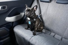 자동차 이용 시의 안전, 반려동물에게도 필요하다