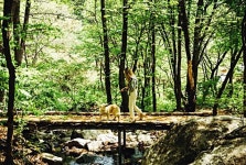 댕댕이와 숲속 산책...힐리언스선마을 반려견 동반 숙소 운영
