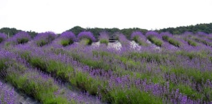 보랏빛 향기 가득 정읍 허브원, 라벤더 30만 주 ‘활짝’