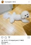 180도 쩍벌 반려견 사진 올린 윤석열, 고치면 호재라는 이준석