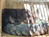 웅담 채취용 5번에서 보금이가 됐습니다 [유기동물 구조기]