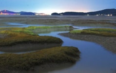 [왕태석의 빛으로 쓴 편지] 황산도 갯벌의 ‘지그재그 갯골’