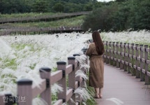 하얀 억새 물결 넘실... 대구에 막창만 먹으러 가나 [박준규의 기차여행, 버스여행]