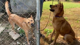 천연기념물 진돗개 지켜줄 새 보호법 만들어주세요 [애니청원]