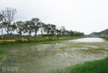 팽 당할 처지 700그루 팽나무, 이 섬으로 이주해 ‘명품숲’ 됐다